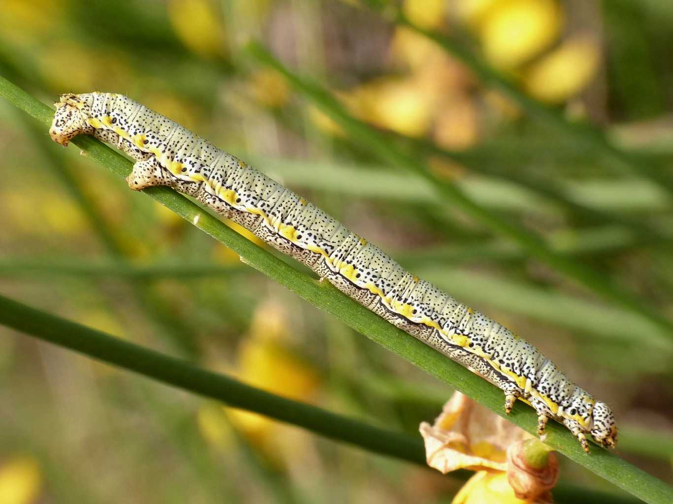 Grosso bruco di Geometridae su ginestra